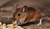 24 Hour & Emergency Exterminators in Franklin Lakes, NJ